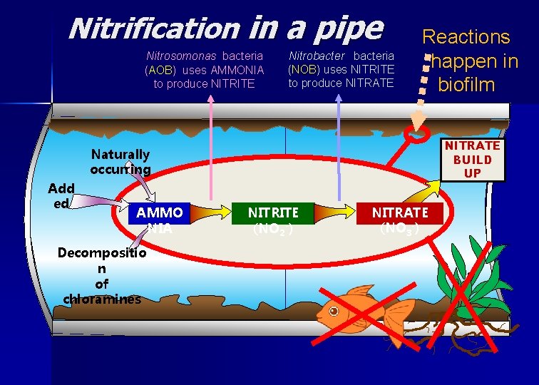 Nitrification in a pipe Nitrosomonas bacteria (AOB) uses AMMONIA to produce NITRITE Nitrobacteria (NOB)