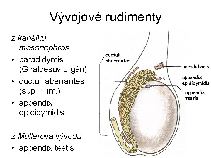 Vývojové rudimenty z kanálků mesonephros • paradidymis (Giraldesův orgán) • ductuli aberrantes (sup. +