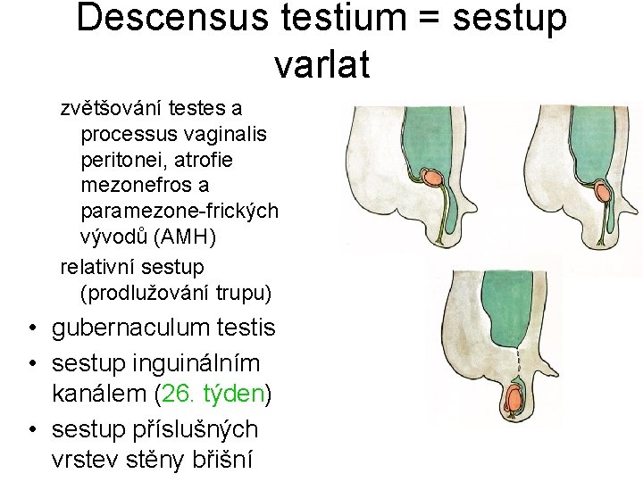 Descensus testium = sestup varlat zvětšování testes a processus vaginalis peritonei, atrofie mezonefros a