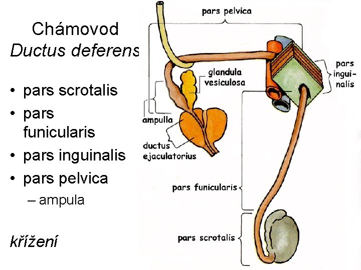 Chámovod Ductus deferens • pars scrotalis • pars funicularis • pars inguinalis • pars
