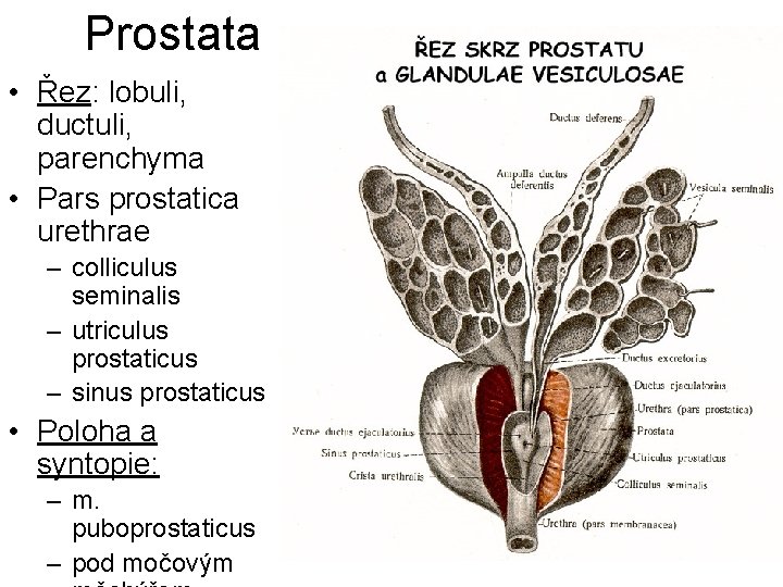 Prostata • Řez: lobuli, ductuli, parenchyma • Pars prostatica urethrae – colliculus seminalis –