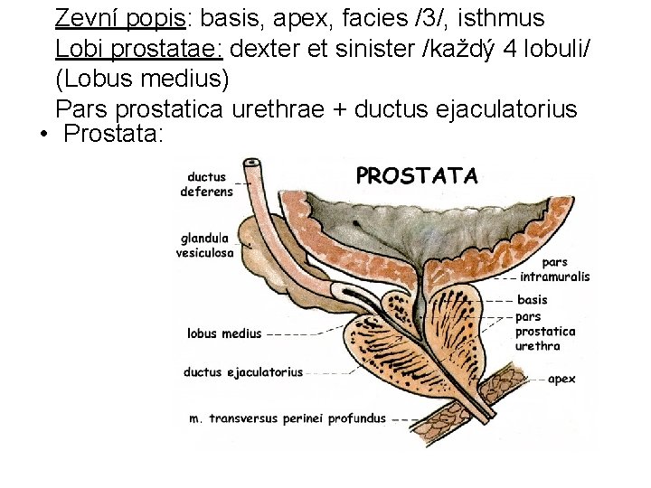 Zevní popis: basis, apex, facies /3/, isthmus Lobi prostatae: dexter et sinister /každý 4