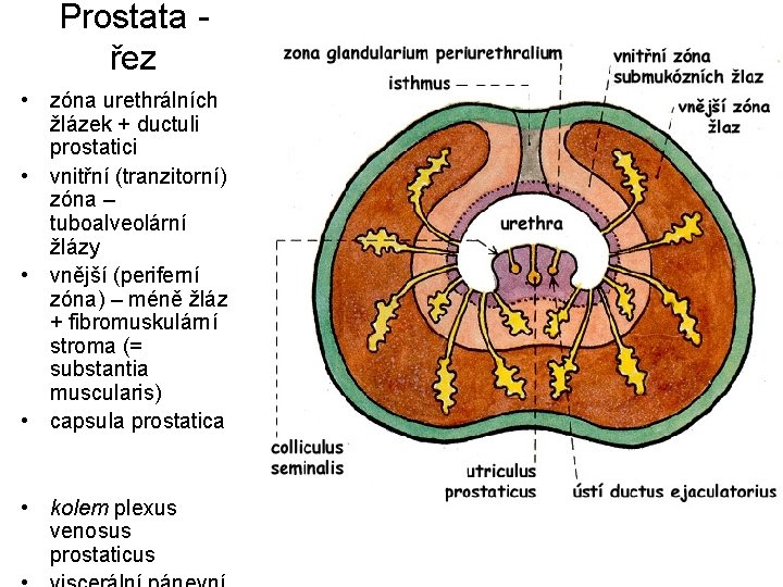 Prostata řez • zóna urethrálních žlázek + ductuli prostatici • vnitřní (tranzitorní) zóna –