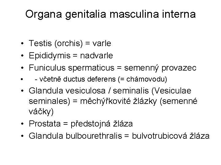 Organa genitalia masculina interna • Testis (orchis) = varle • Epididymis = nadvarle •