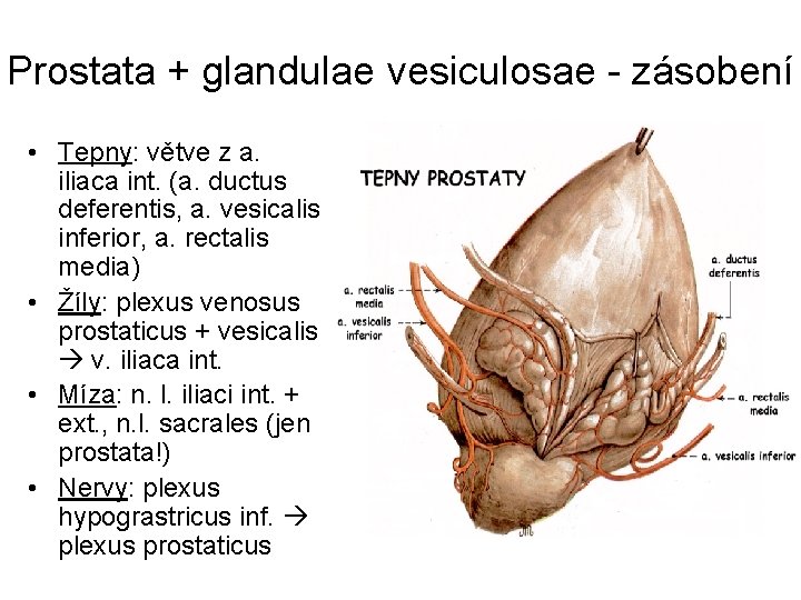Prostata + glandulae vesiculosae - zásobení • Tepny: větve z a. iliaca int. (a.