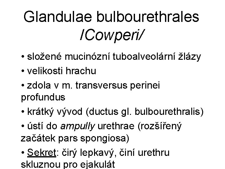 Glandulae bulbourethrales /Cowperi/ • složené mucinózní tuboalveolární žlázy • velikosti hrachu • zdola v