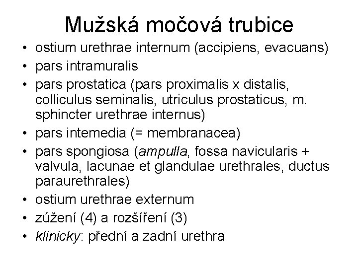 Mužská močová trubice • ostium urethrae internum (accipiens, evacuans) • pars intramuralis • pars