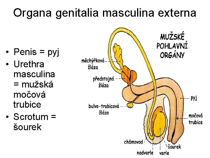 Organa genitalia masculina externa • Penis = pyj • Urethra masculina = mužská močová