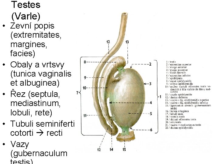 Testes (Varle) • Zevní popis (extremitates, margines, facies) • Obaly a vrtsvy (tunica vaginalis