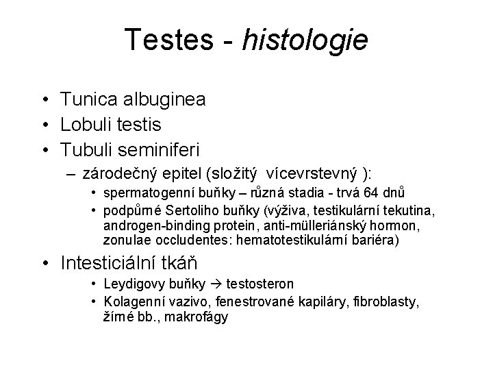 Testes - histologie • Tunica albuginea • Lobuli testis • Tubuli seminiferi – zárodečný