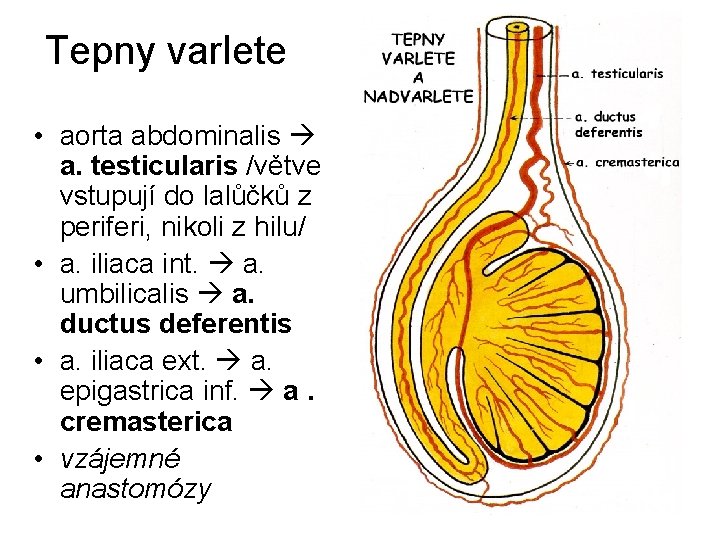 Tepny varlete • aorta abdominalis a. testicularis /větve vstupují do lalůčků z periferi, nikoli