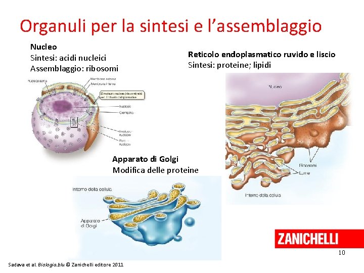 Organuli per la sintesi e l’assemblaggio Nucleo Sintesi: acidi nucleici Assemblaggio: ribosomi Reticolo endoplasmatico