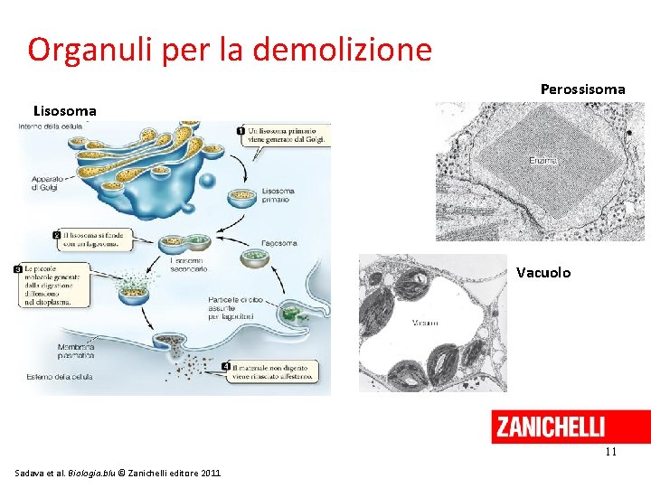 Organuli per la demolizione Perossisoma Lisosoma Vacuolo 11 Sadava et al. Biologia. blu ©