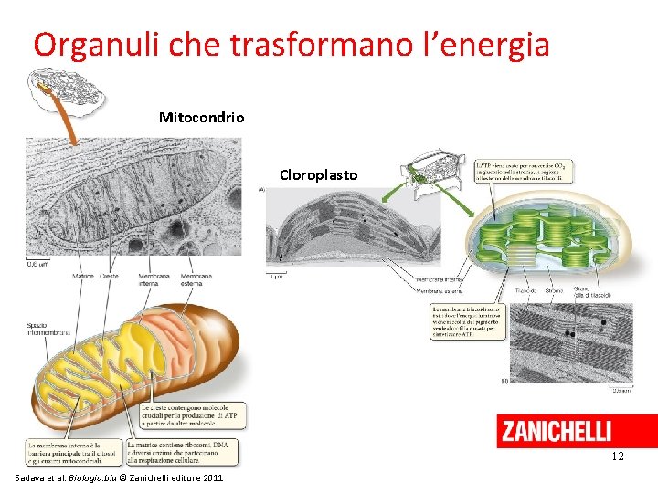 Organuli che trasformano l’energia Mitocondrio Cloroplasto 12 Sadava et al. Biologia. blu © Zanichelli