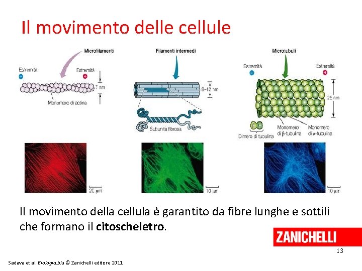 Il movimento delle cellule Il movimento della cellula è garantito da fibre lunghe e