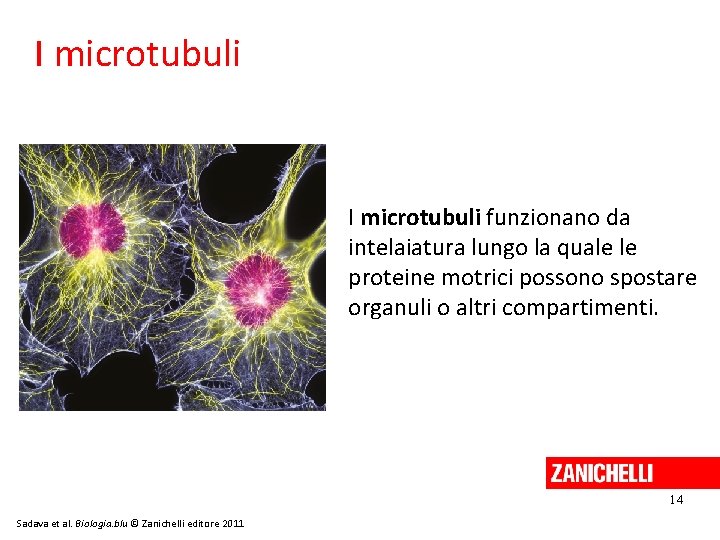 I microtubuli funzionano da intelaiatura lungo la quale le proteine motrici possono spostare organuli