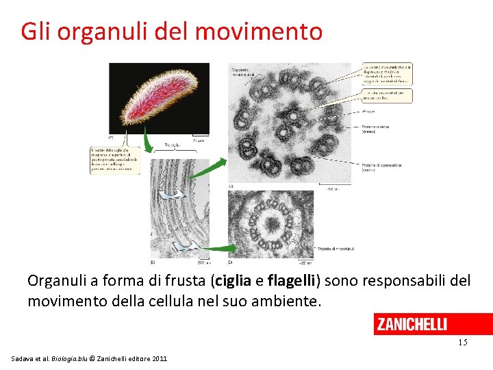 Gli organuli del movimento Organuli a forma di frusta (ciglia e flagelli) sono responsabili