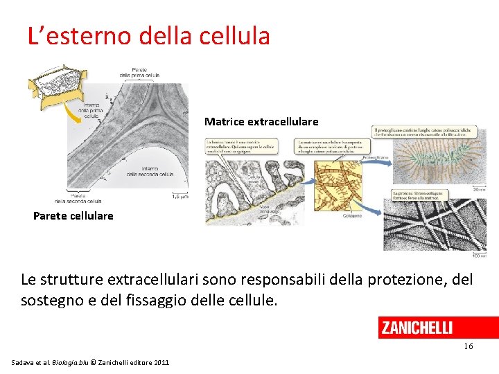 L’esterno della cellula Matrice extracellulare Parete cellulare Le strutture extracellulari sono responsabili della protezione,