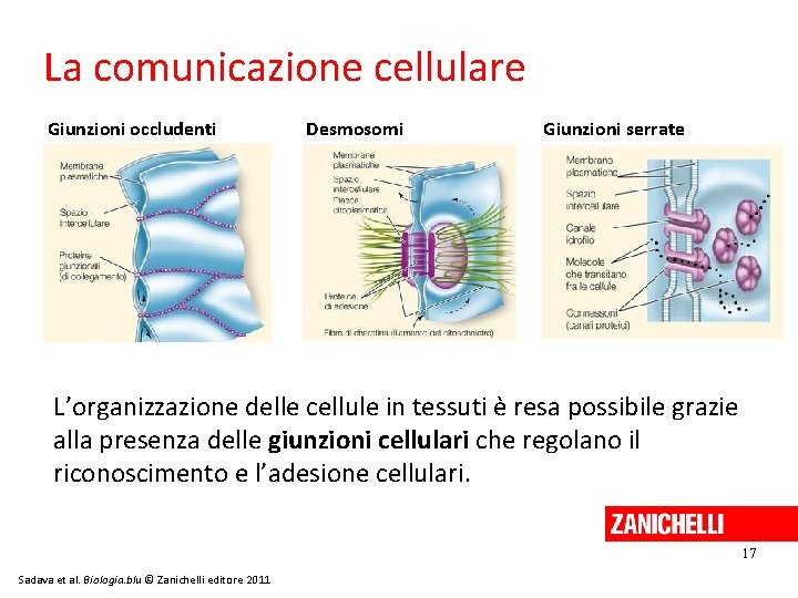 La comunicazione cellulare Giunzioni occludenti Desmosomi Giunzioni serrate L’organizzazione delle cellule in tessuti è