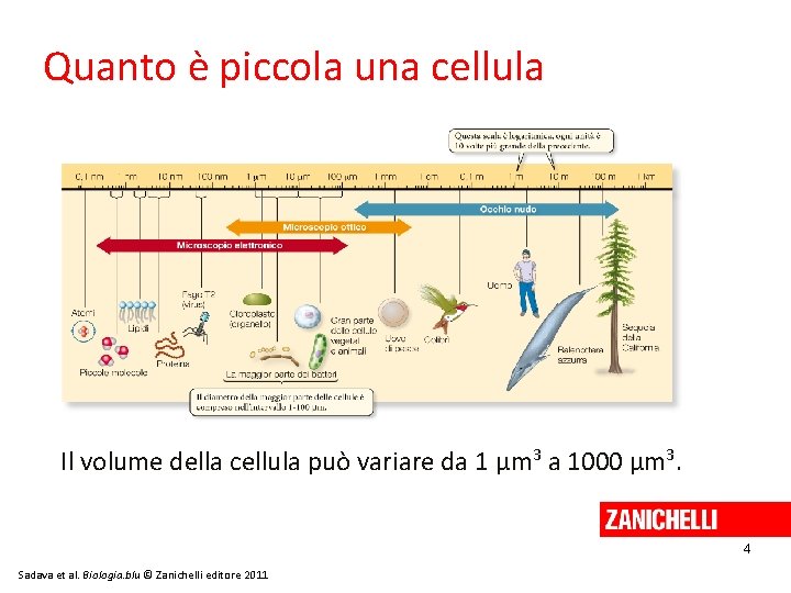 Quanto è piccola una cellula Il volume della cellula può variare da 1 μm