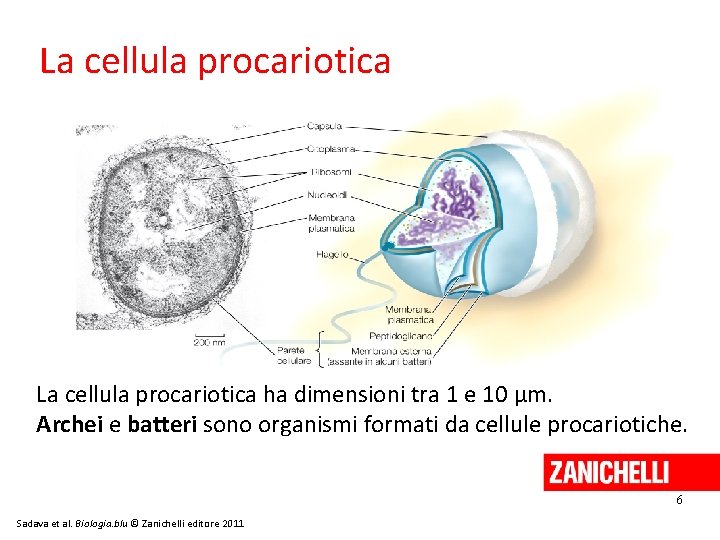 La cellula procariotica ha dimensioni tra 1 e 10 μm. Archei e batteri sono