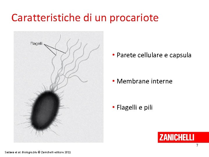 Caratteristiche di un procariote • Parete cellulare e capsula • Membrane interne • Flagelli