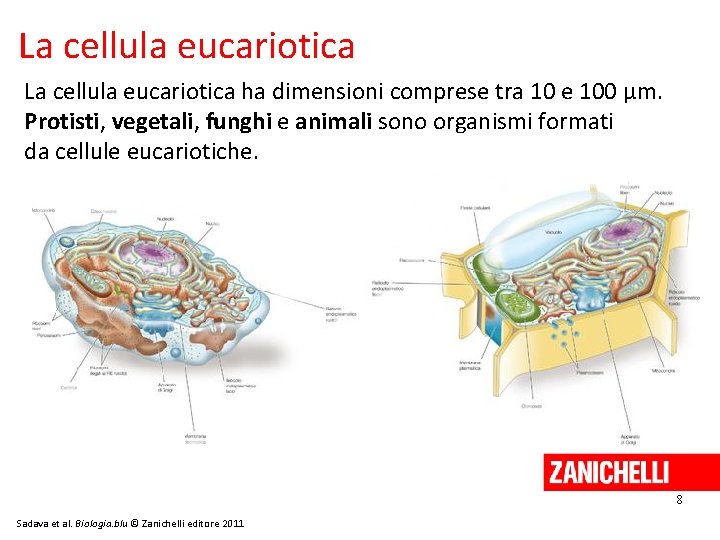 La cellula eucariotica ha dimensioni comprese tra 10 e 100 μm. Protisti, vegetali, funghi