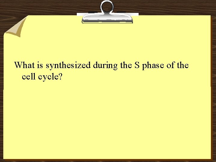 What is synthesized during the S phase of the cell cycle? 