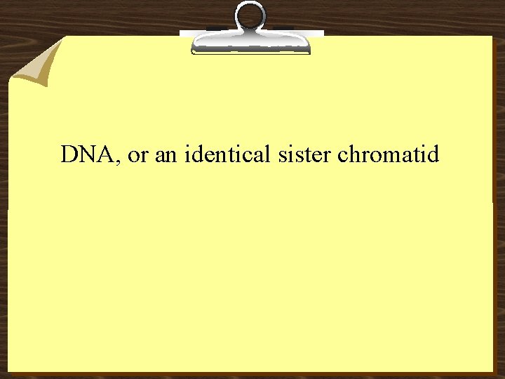 DNA, or an identical sister chromatid 