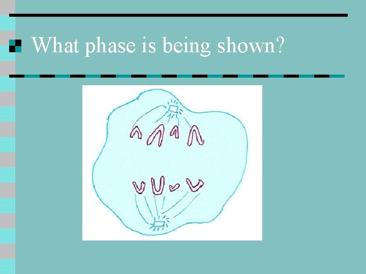What phase is being shown? 