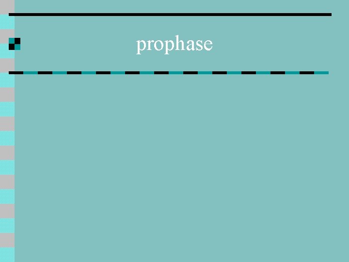 prophase 