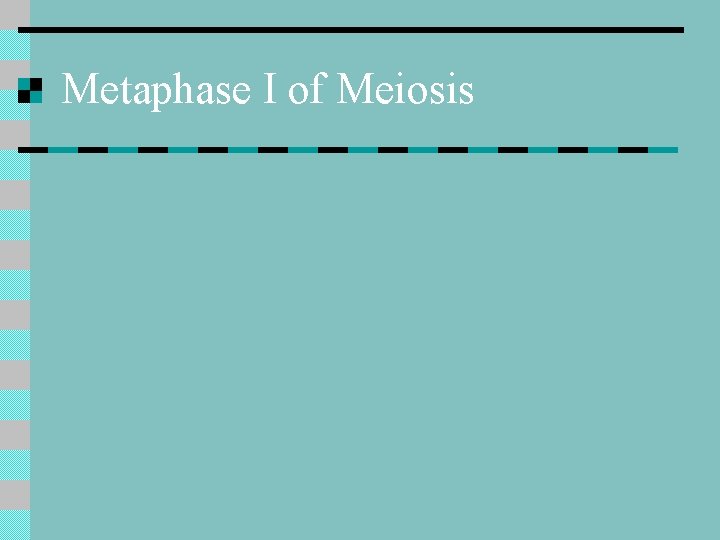 Metaphase I of Meiosis 