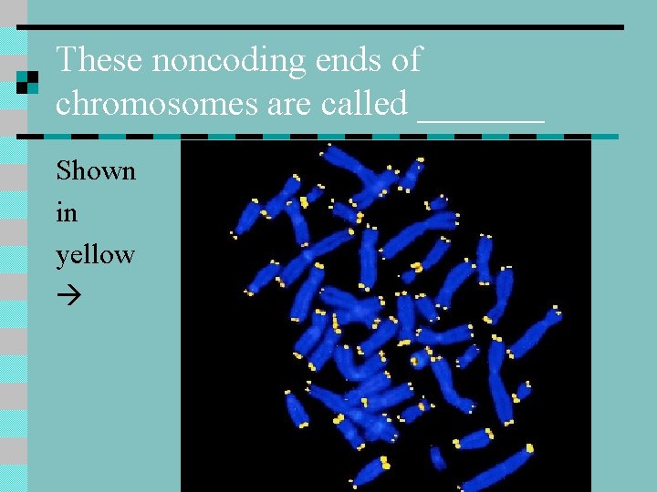 These noncoding ends of chromosomes are called _______ Shown in yellow 