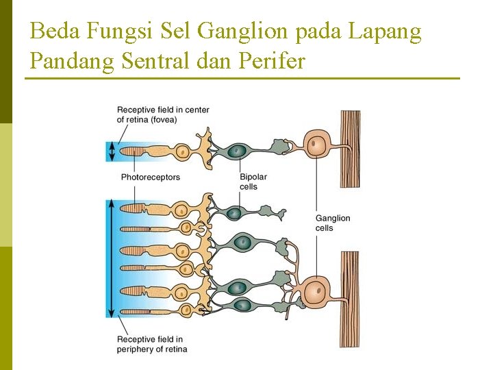 Beda Fungsi Sel Ganglion pada Lapang Pandang Sentral dan Perifer 