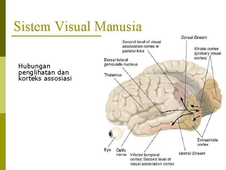 Sistem Visual Manusia Hubungan penglihatan dan korteks assosiasi 