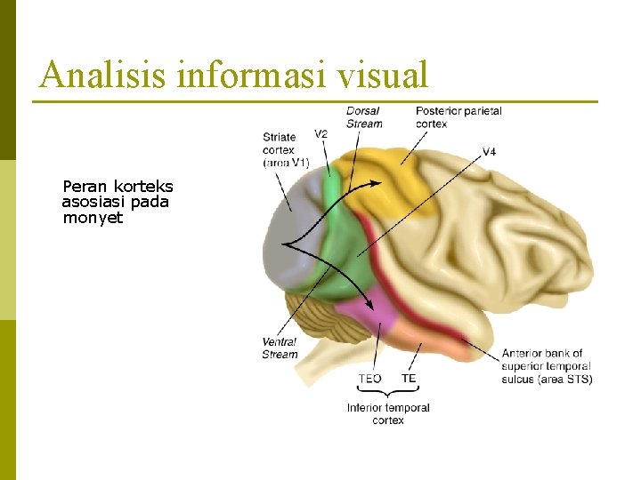 Analisis informasi visual Peran korteks asosiasi pada monyet 