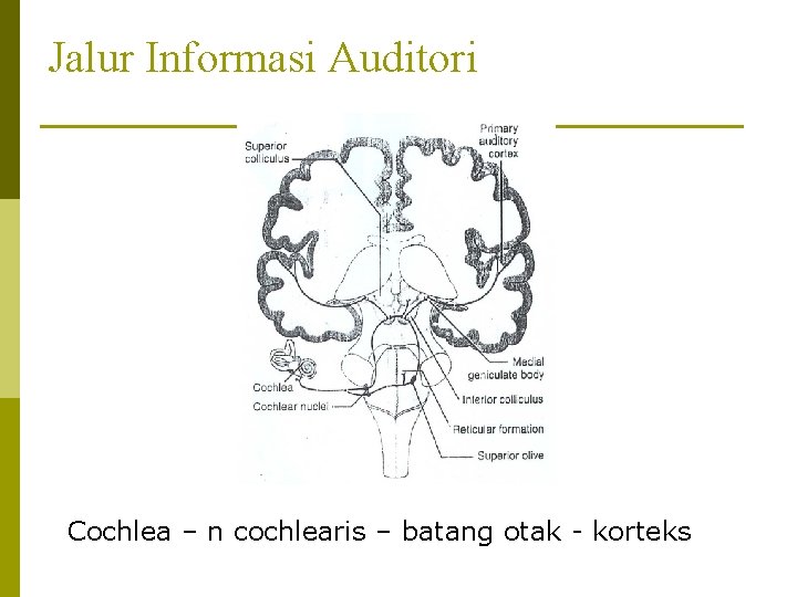 Jalur Informasi Auditori Cochlea – n cochlearis – batang otak - korteks 