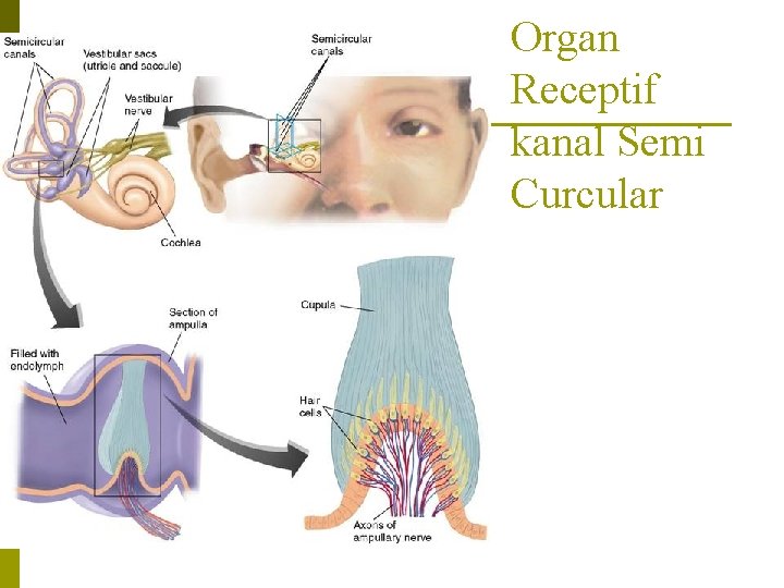 Organ Receptif kanal Semi Curcular 