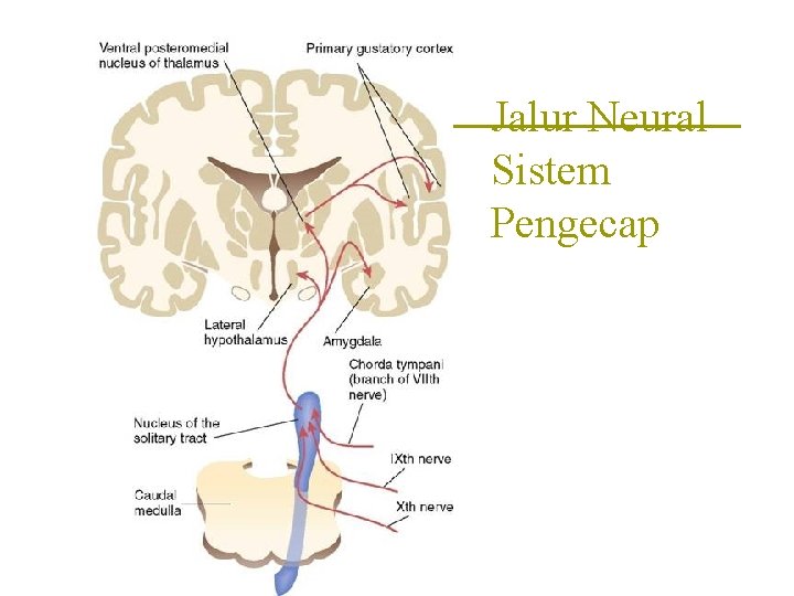 Jalur Neural Sistem Pengecap 