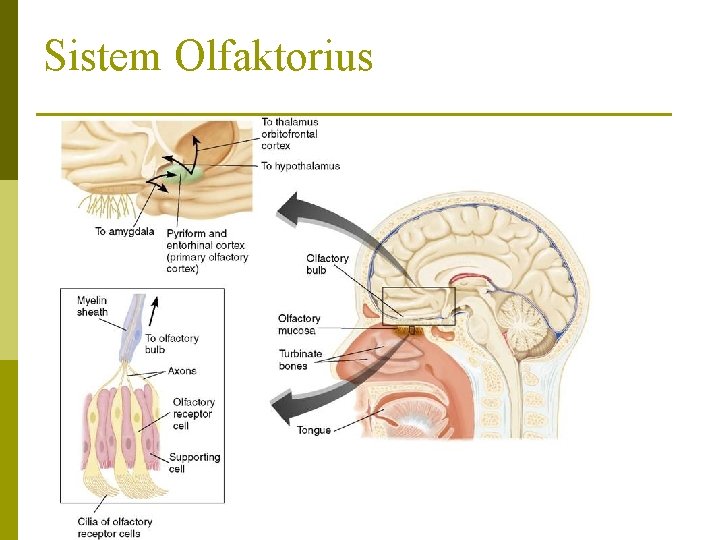 Sistem Olfaktorius 