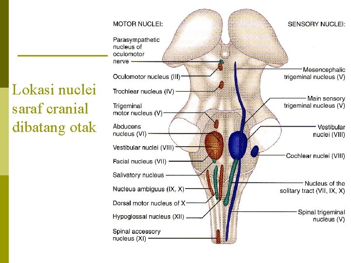 Lokasi nuclei saraf cranial dibatang otak 