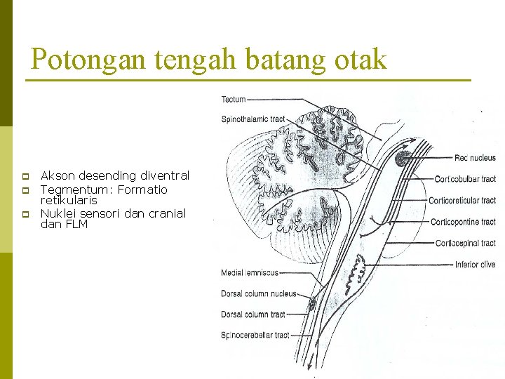 Potongan tengah batang otak p p p Akson desending diventral Tegmentum: Formatio retikularis Nuklei
