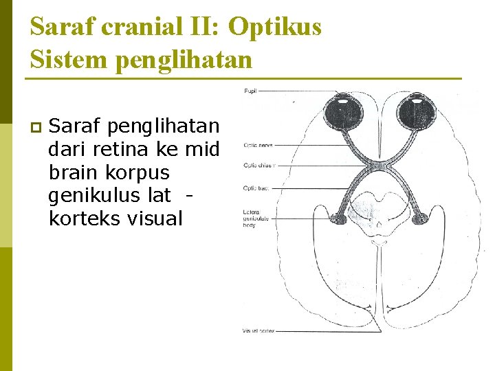 Saraf cranial II: Optikus Sistem penglihatan p Saraf penglihatan dari retina ke mid brain