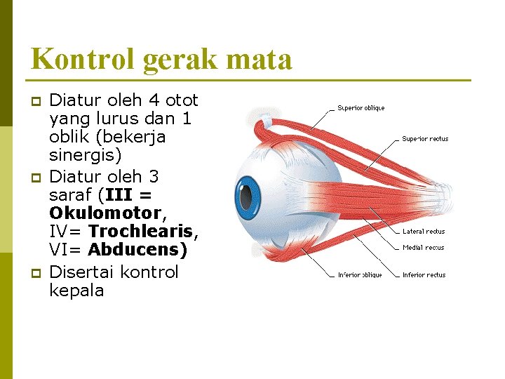 Kontrol gerak mata p p p Diatur oleh 4 otot yang lurus dan 1