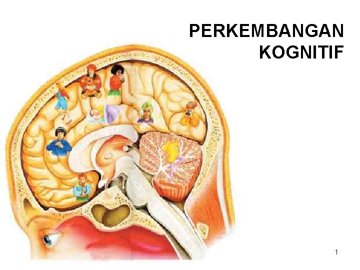 PERKEMBANGAN KOGNITIF 1 