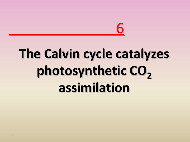 6 The Calvin cycle catalyzes photosynthetic CO 2 assimilation 1 