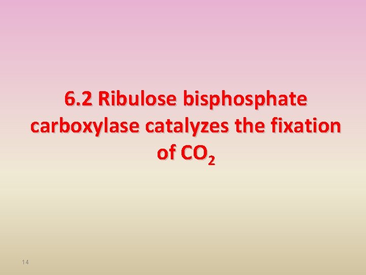 6. 2 Ribulose bisphosphate carboxylase catalyzes the fixation of CO 2 14 