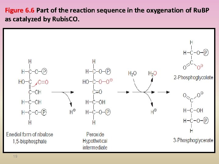 Figure 6. 6 Part of the reaction sequence in the oxygenation of Ru. BP