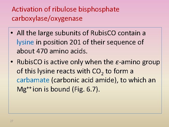 Activation of ribulose bisphosphate carboxylase/oxygenase • All the large subunits of Rubis. CO contain