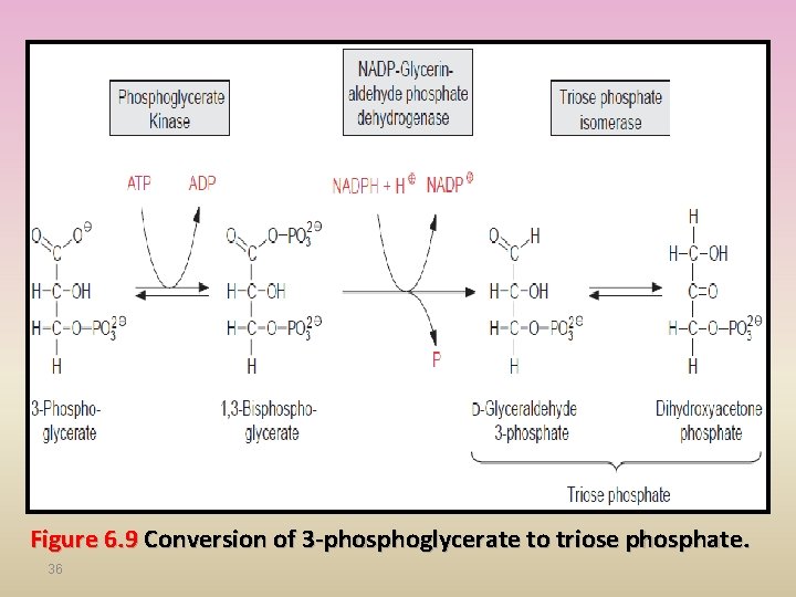 Figure 6. 9 Conversion of 3 -phosphoglycerate to triose phosphate. 36 